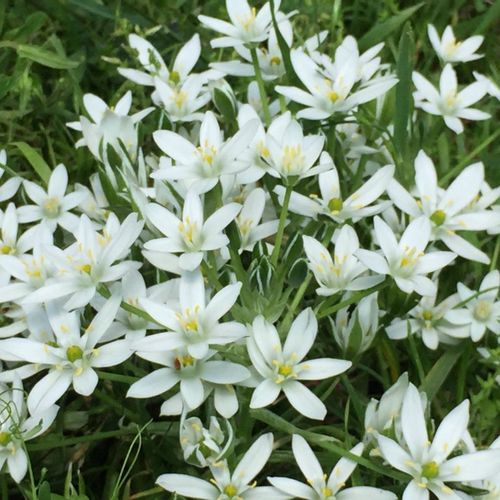 オーニソガラムの花言葉 結婚式にぴったり 花の特徴や品種は Greensnap グリーンスナップ